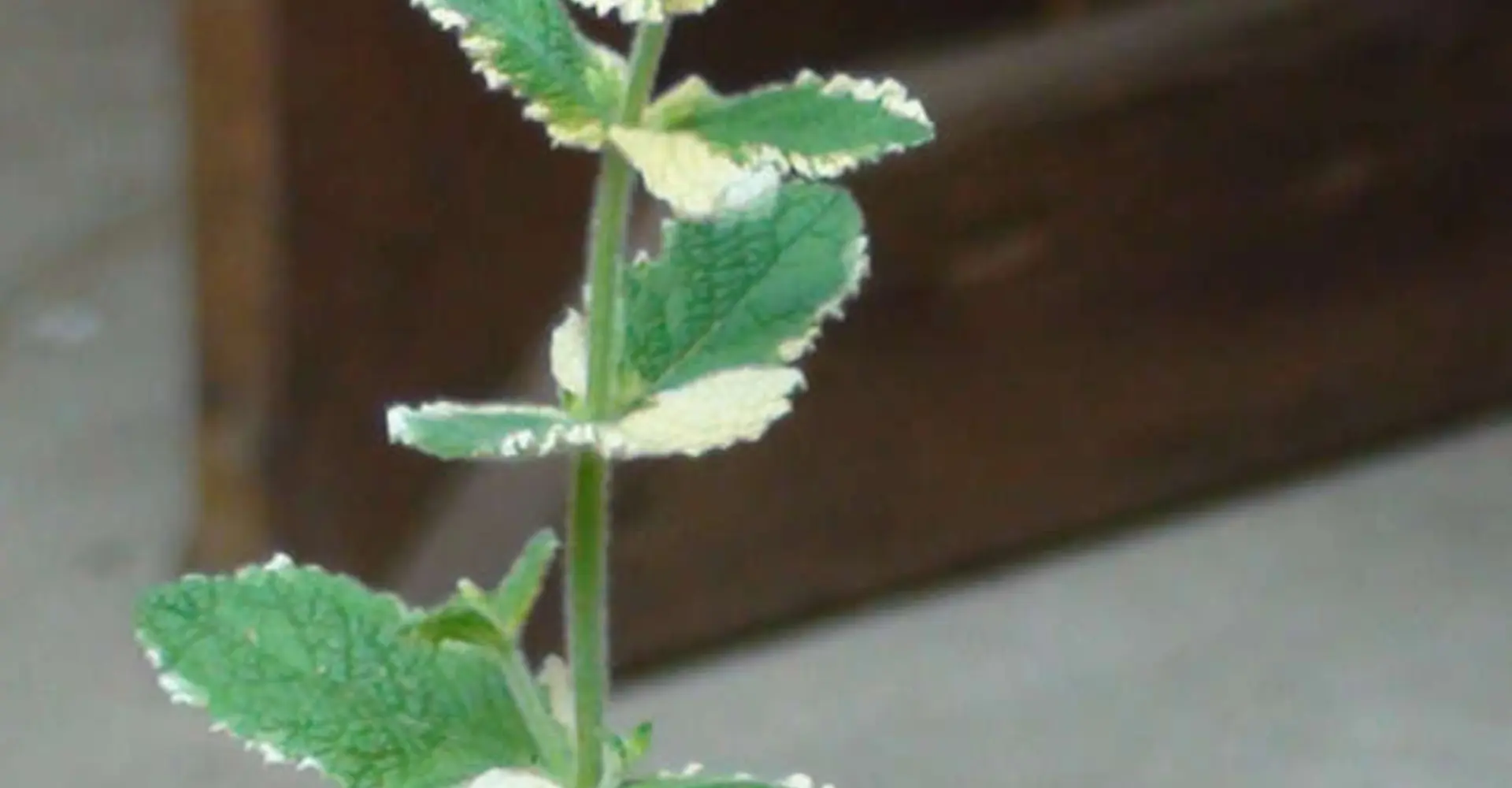 mint2.jpg